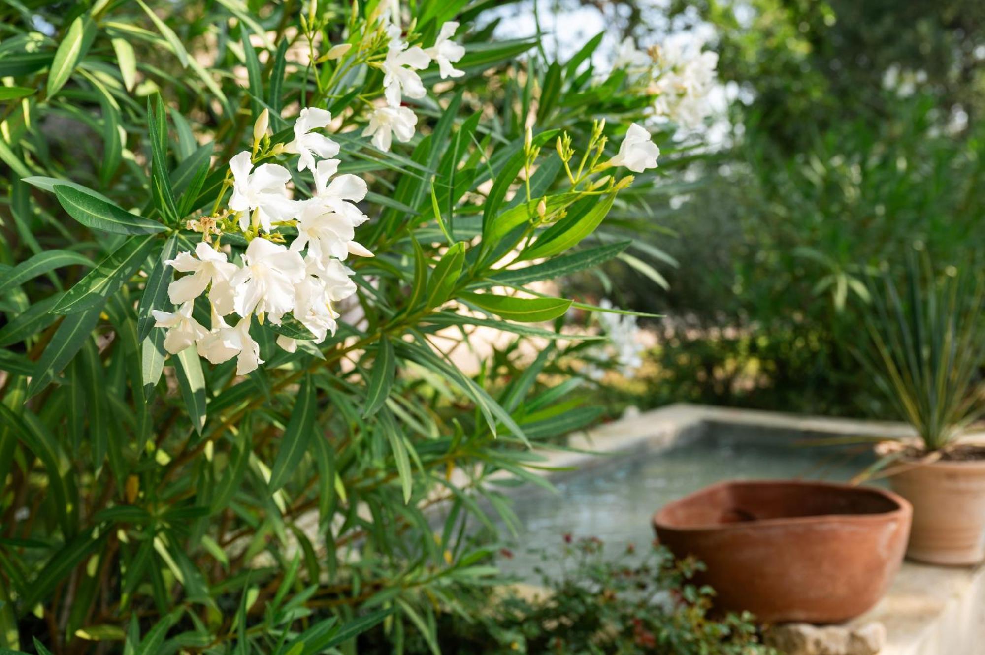 Maison D'Etienne ลาคอสต์ ภายนอก รูปภาพ